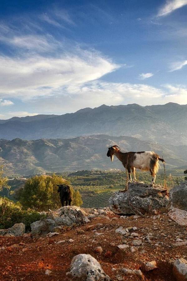 Crete mountain goat Crete mountain goat