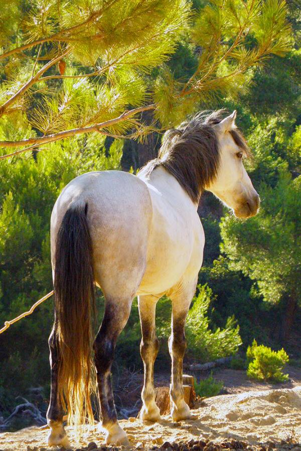 Skyros_greece-horse (1) Crete mountain goat