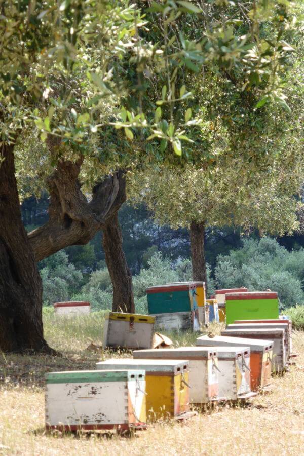 bee keeping Greece bee keeping Greece