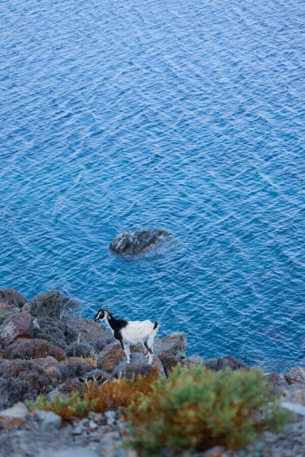 Greece island goats Greece island goats